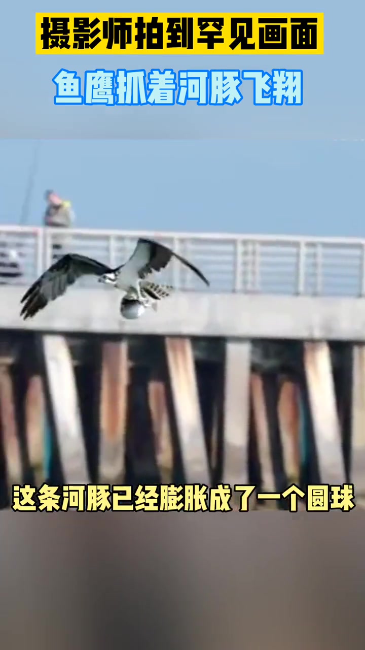 摄影师拍到一只鱼鹰抓着充气的河豚在空中飞翔