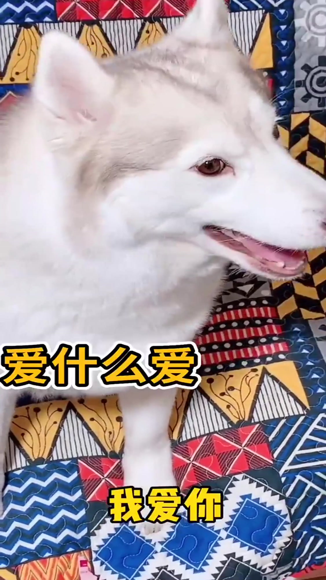 对二哈说我爱你,没想到是这种反应,忽然馋虫上头想吃狗肉了