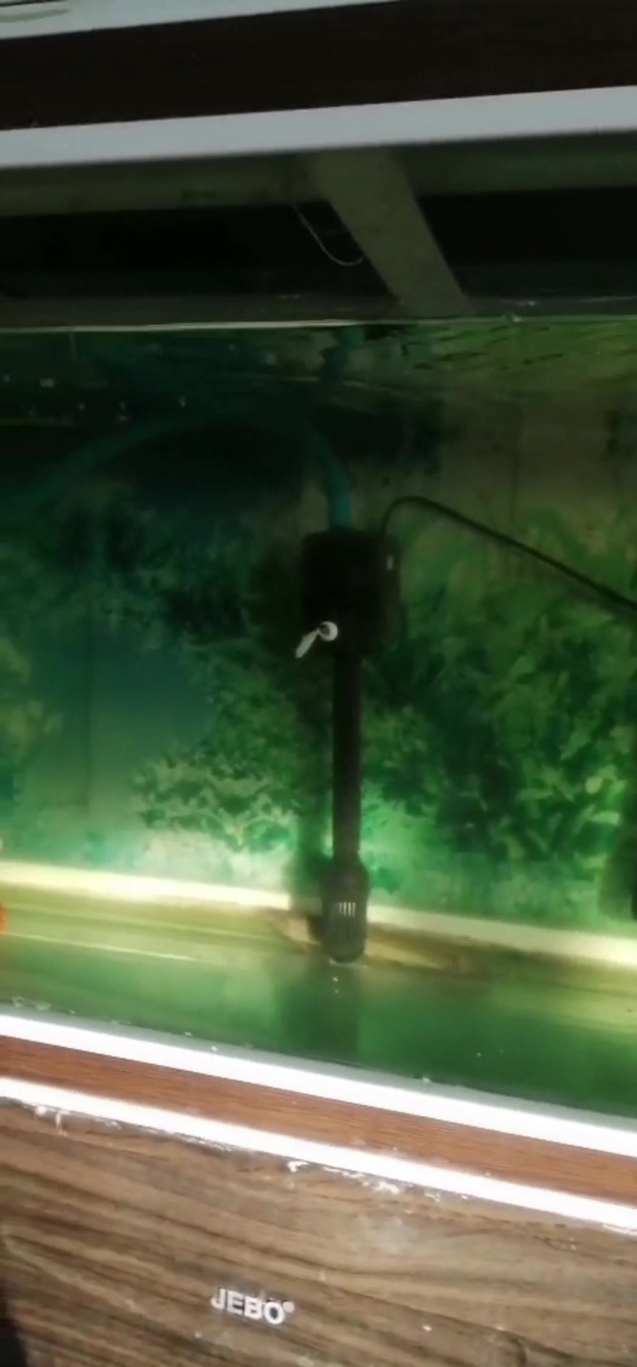 神奇的鱼缸净水器