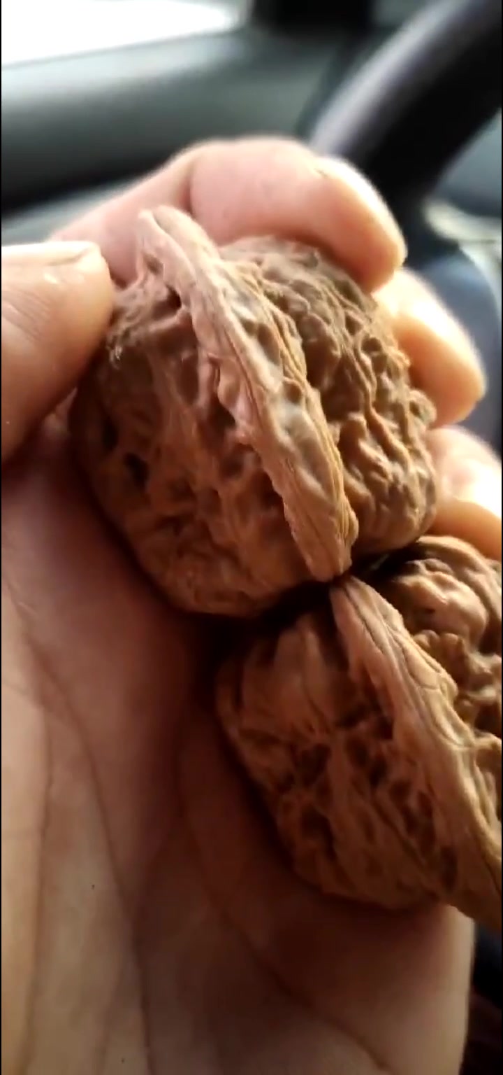 文玩核桃之赤龙鸡心,粗筋,很少有正的,多数尖歪,走色不错。