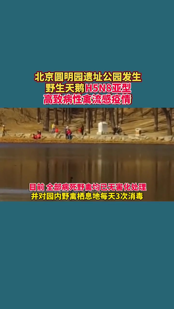 圆明园发生野生天鹅禽流感疫情 2月1日北京海淀通报圆明园黑天鹅感染禽流感情况:已有效控制