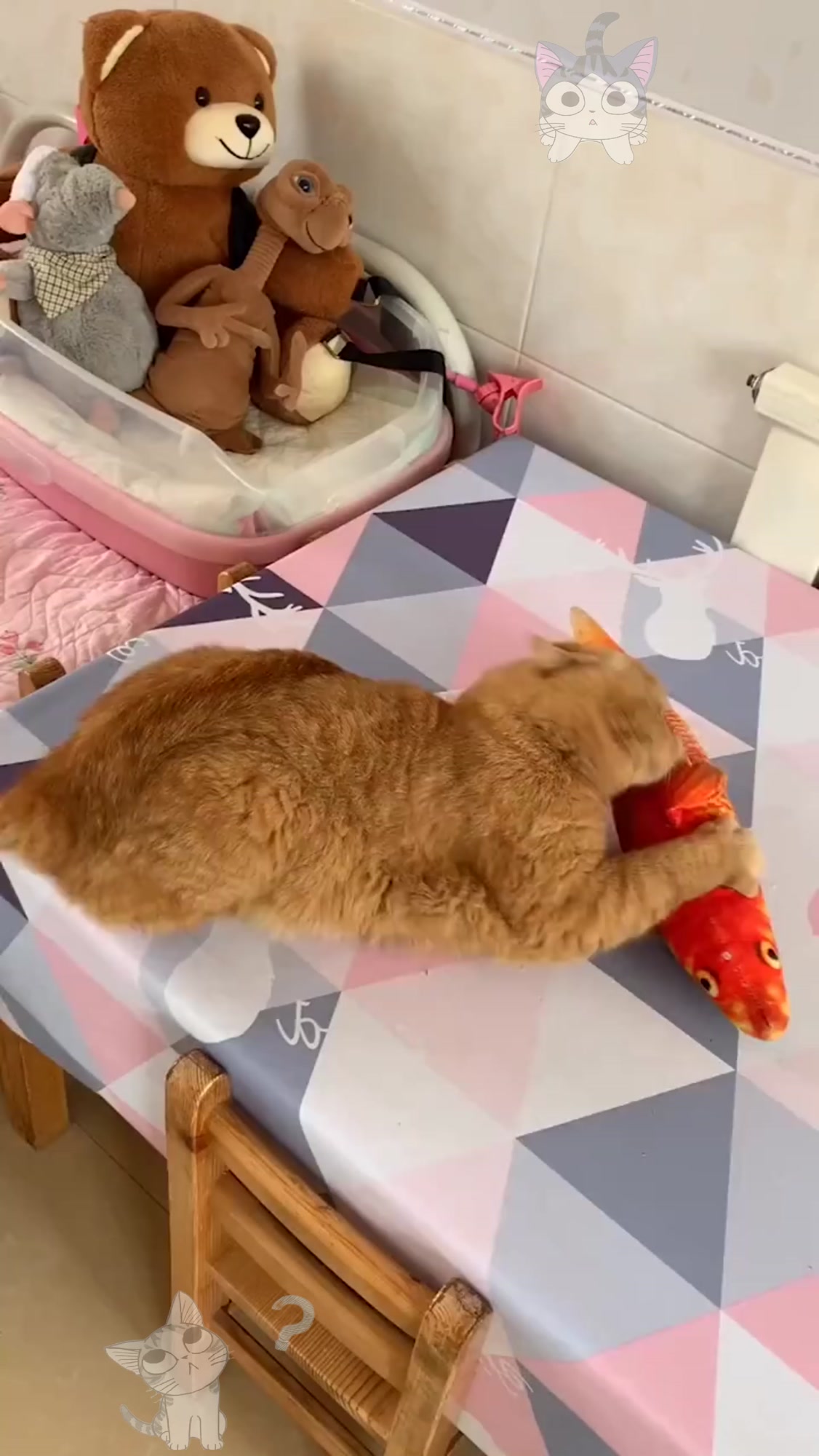 小猫咪太逗了,抱着最爱的鱼却吃不了,啥感觉呢?