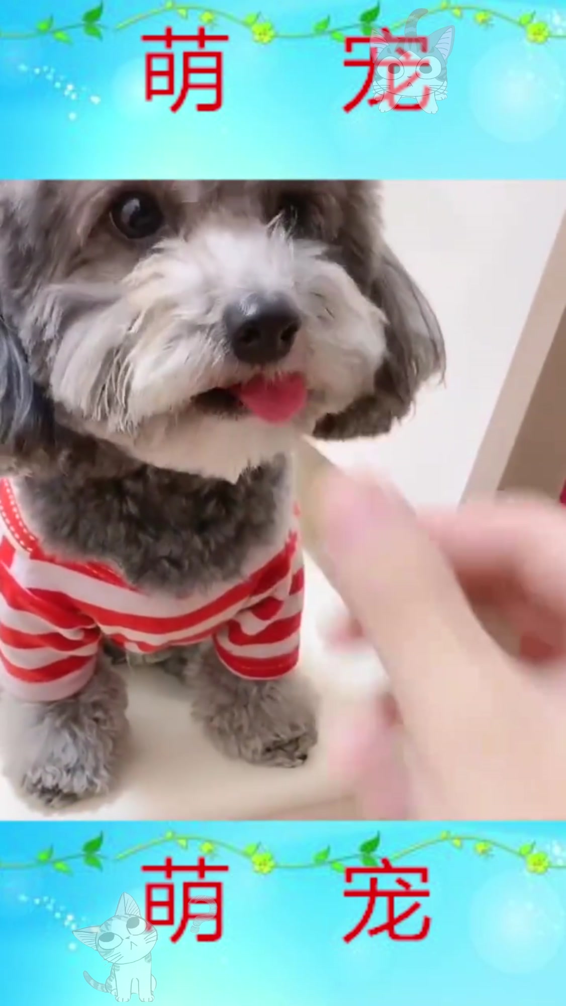 泰迪被主人用火腿肠套路吃狗肉,接下来一幕,狗狗的表情亮了!