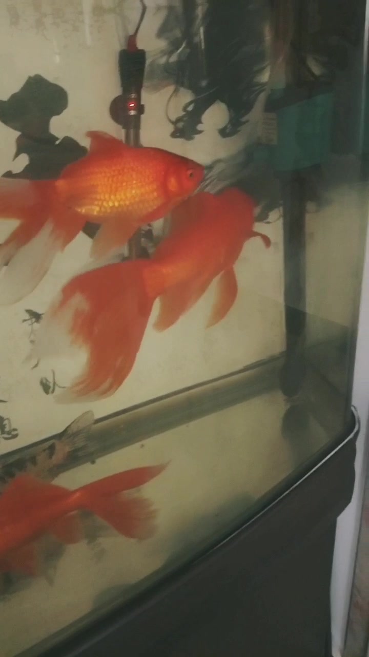 锦鲤不好养,那就养草金。
