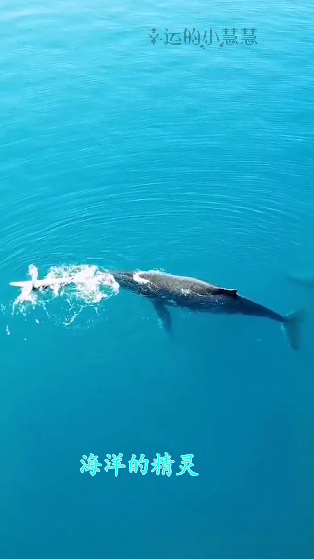 来自远古的鲸鱼,这叫声婉转又凄凉,真是惊艳到我了