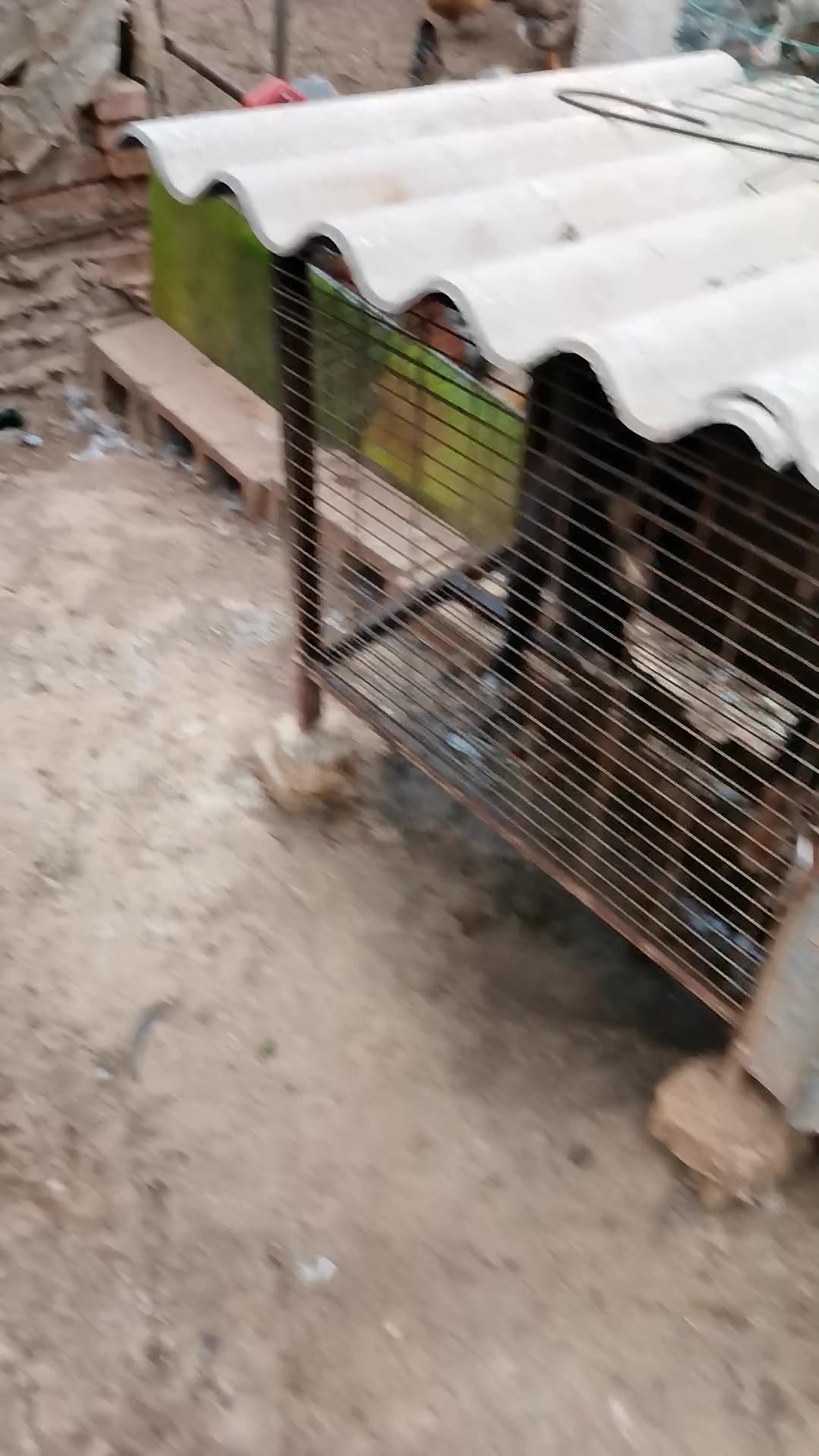 小徐养殖朗德鹅和狮头鹅就这么大了