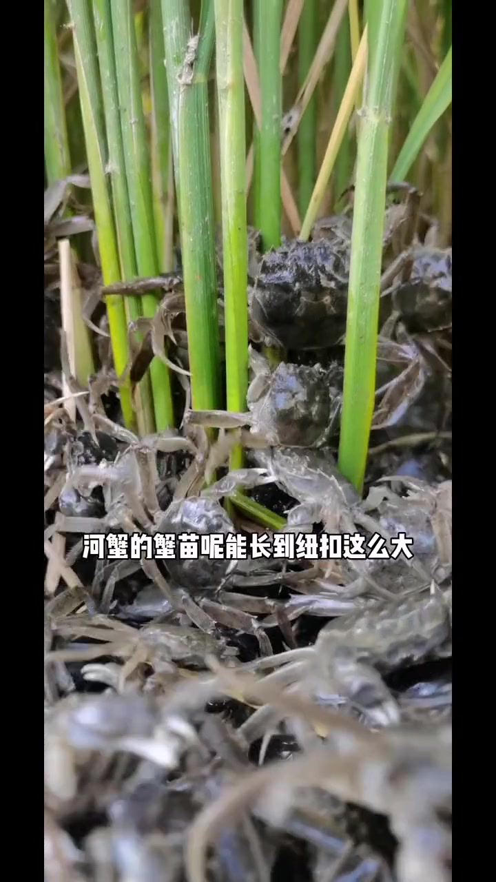 河蟹两年生命周期,稻田养蟹一水两用一地双收,绿色生态农业!