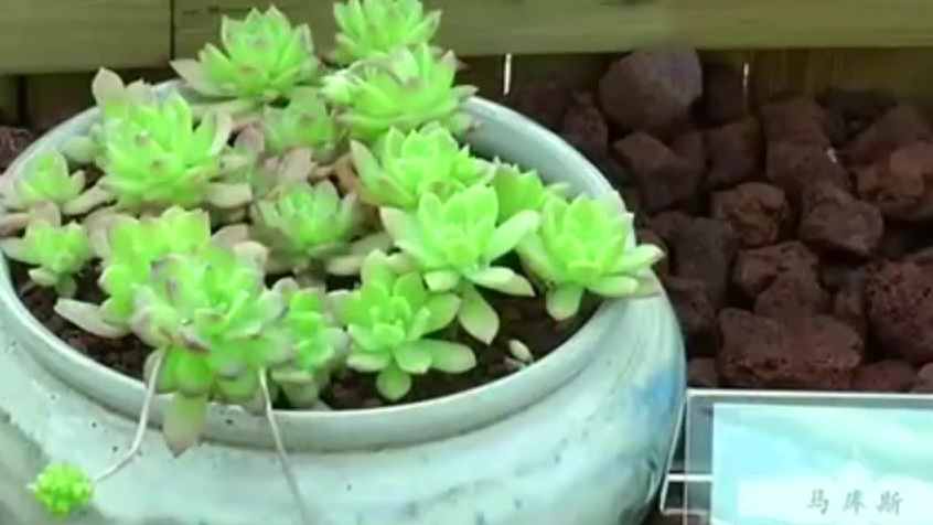 【十二生肖植物闪亮登场!南京中山植物园推出新春生肖植物展】即日起至3月4日,南京中山植物园