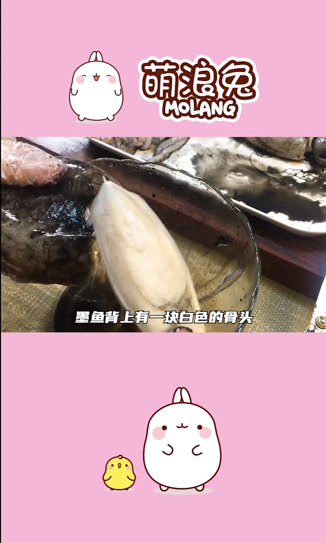 萌兔浪知识|章鱼鱿鱼墨鱼傻傻分不清楚?