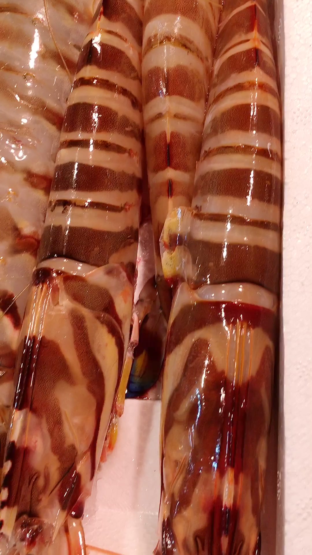 竹节虾也叫九节虾