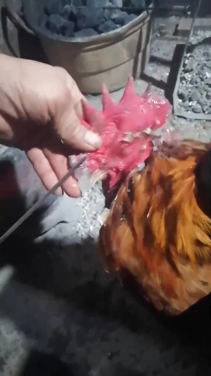 一场大雪过后,大公鸡做梦也没想到,一夜之间张不开嘴了!