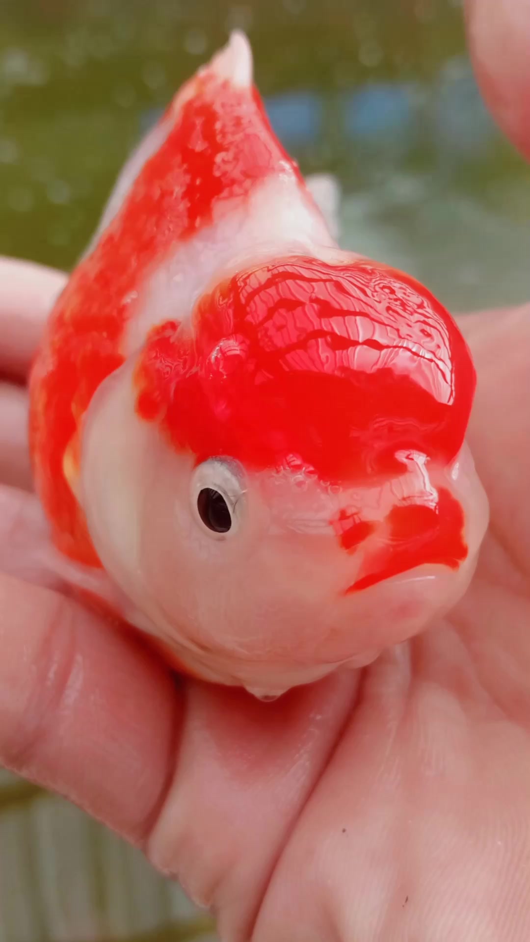 好久没更新了,元宝狮鼎红锦鲤兰寿等,300亩观赏鱼养殖基地。