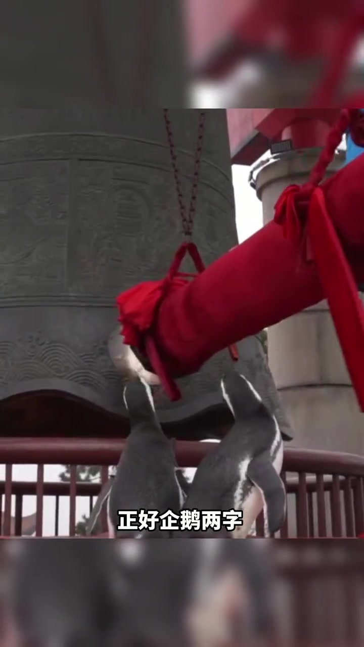 超萌!12日,湖北武汉两只企鹅见证黄鹤楼敲钟仪式