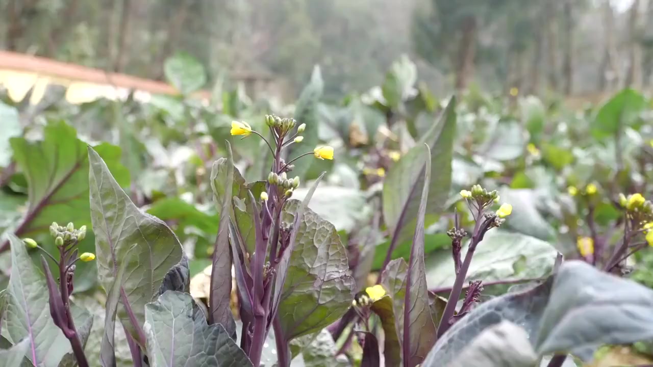 【冬季限定美食!武汉年夜饭必备美食:可以生吃的洪山菜薹[馋嘴]】洪山菜薹,湖北武汉洪山区特