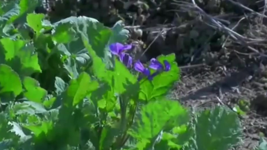 【南京野菜七头一脑已上市&nbsp;&nbsp;】南京人爱吃的野菜