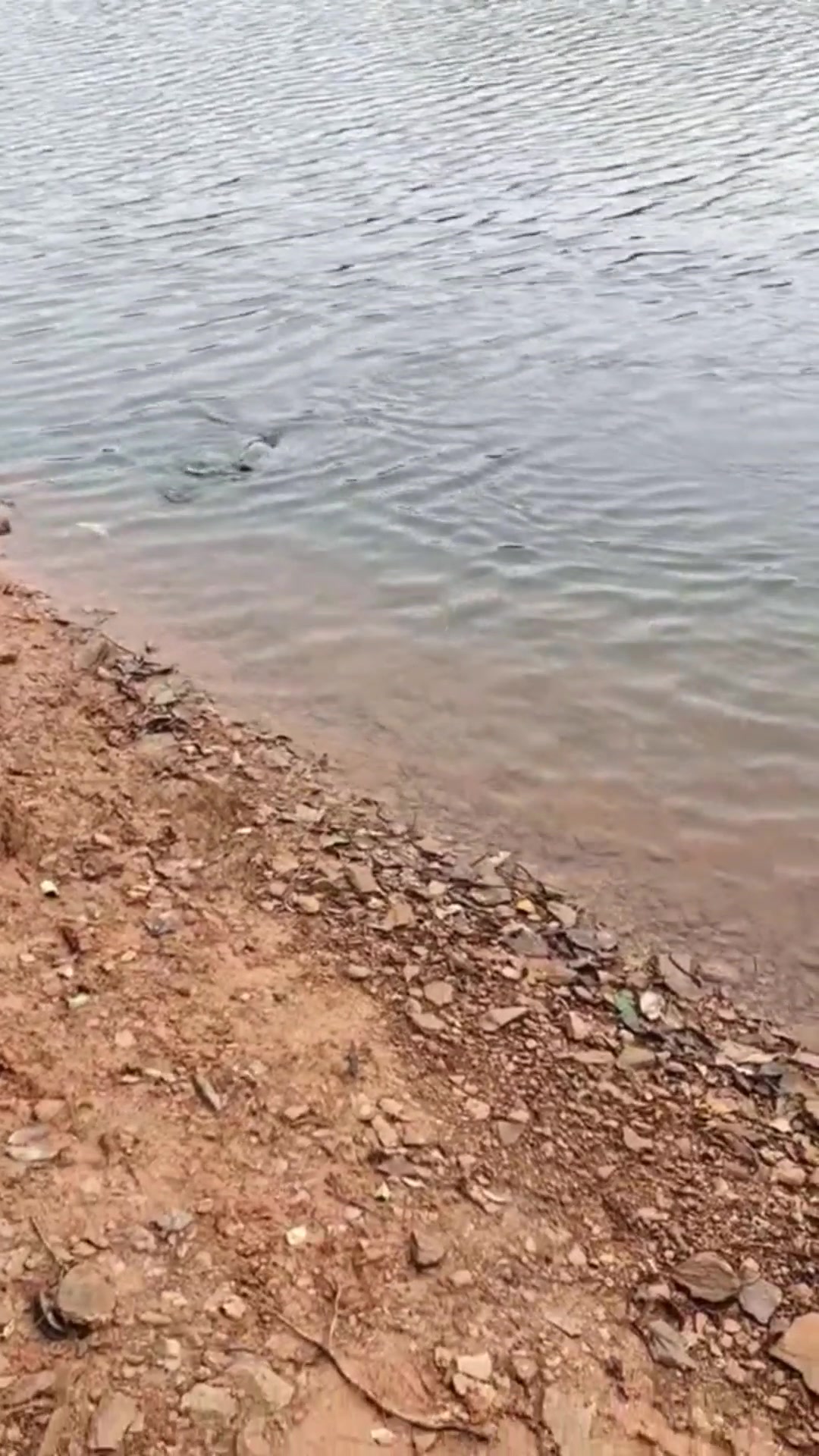 钓鱼实拍,野钓巨物视频,难得一见的大草鱼