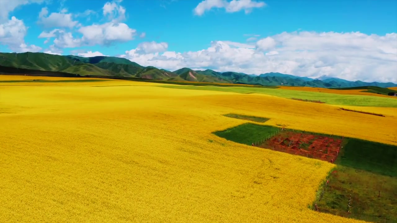  青海油菜花每一帧都是壁纸