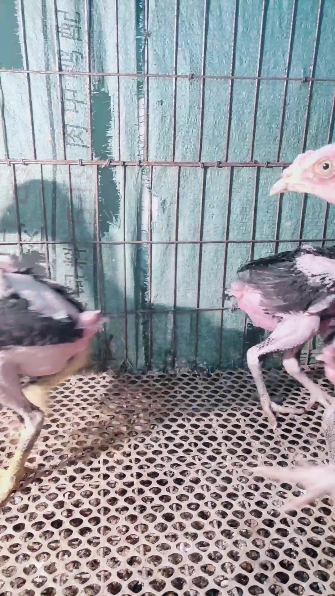 鬼子斗鸡苗价格哪里有鬼子斗鸡斗鸡崽一斤半斗鸡价格