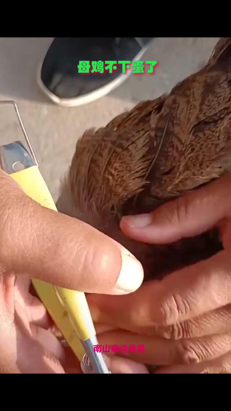 母鸡不下蛋,这玩意儿搞的鬼