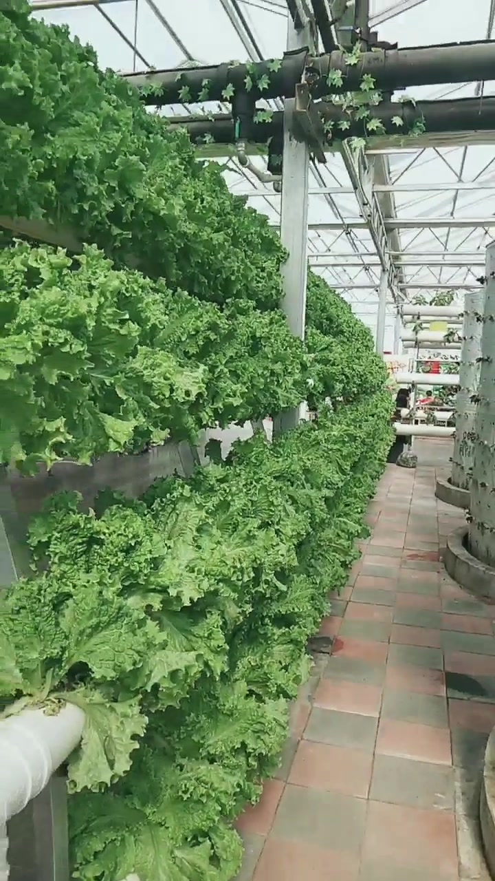无土栽培,大棚种植。可以室内观赏。