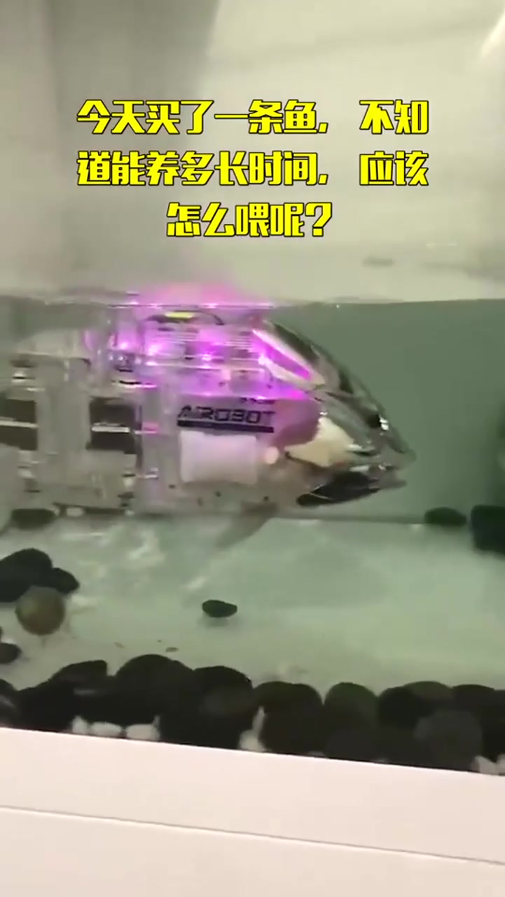 今天买了一条鱼,不知道能养多长时间,应该怎么喂呢?