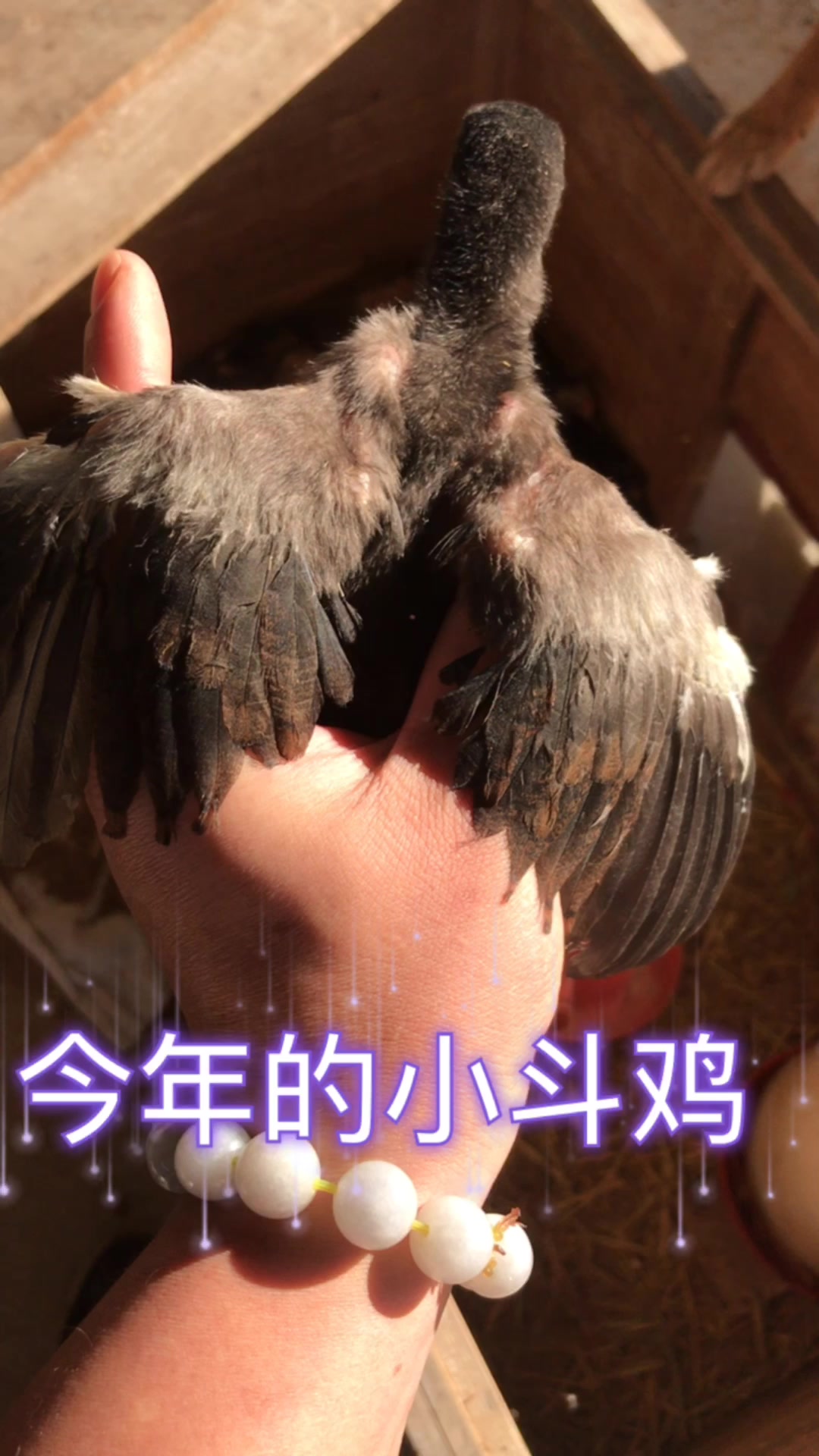 今年的小斗鸡,养了快一个月了,是不是很可爱呢?