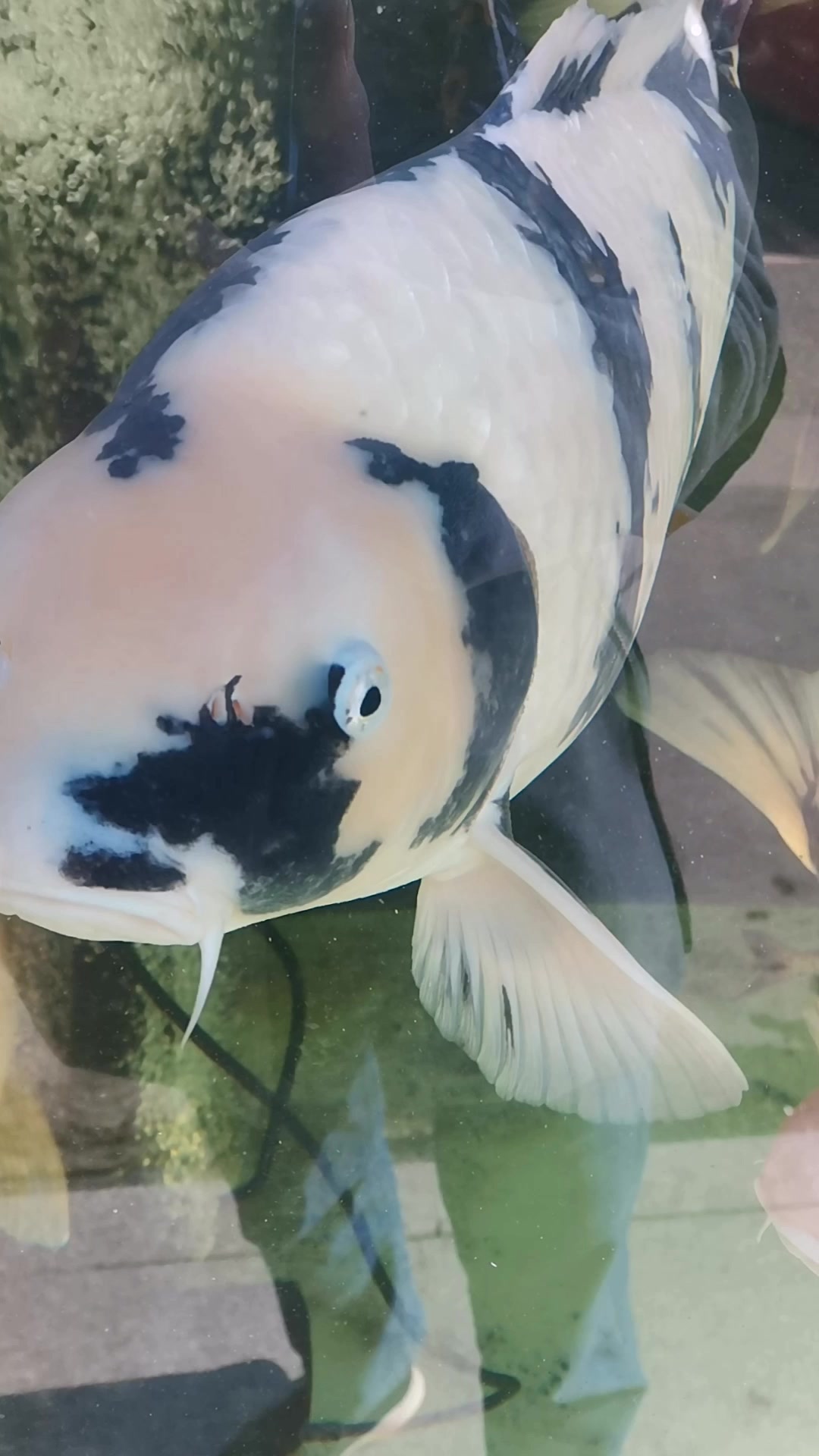 水墨青花,终于见到了水墨画的鱼!