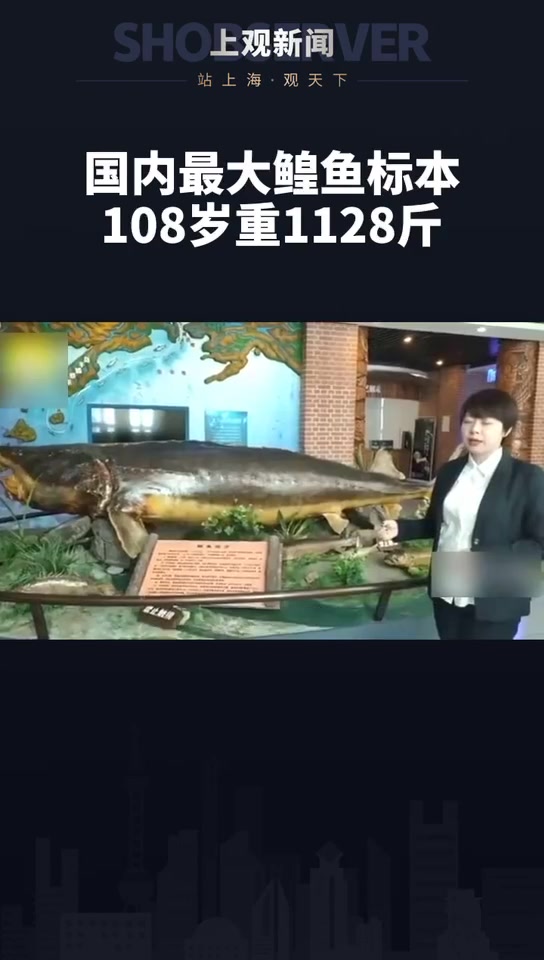 国内最大鳇鱼标本108岁重1128斤