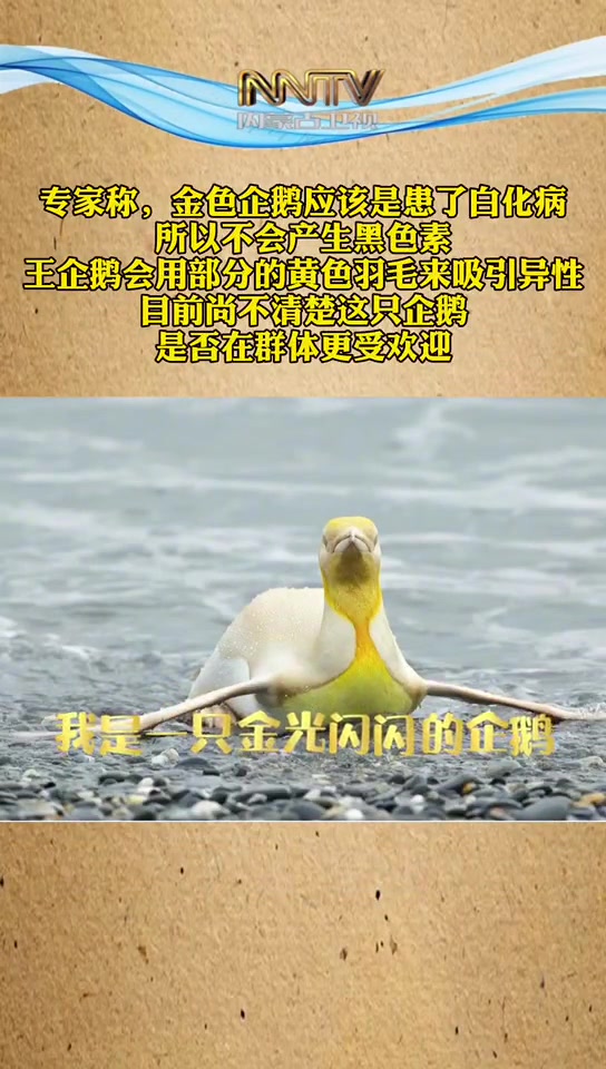 南极发现全球首只金色企鹅 专家:应是白化病所致