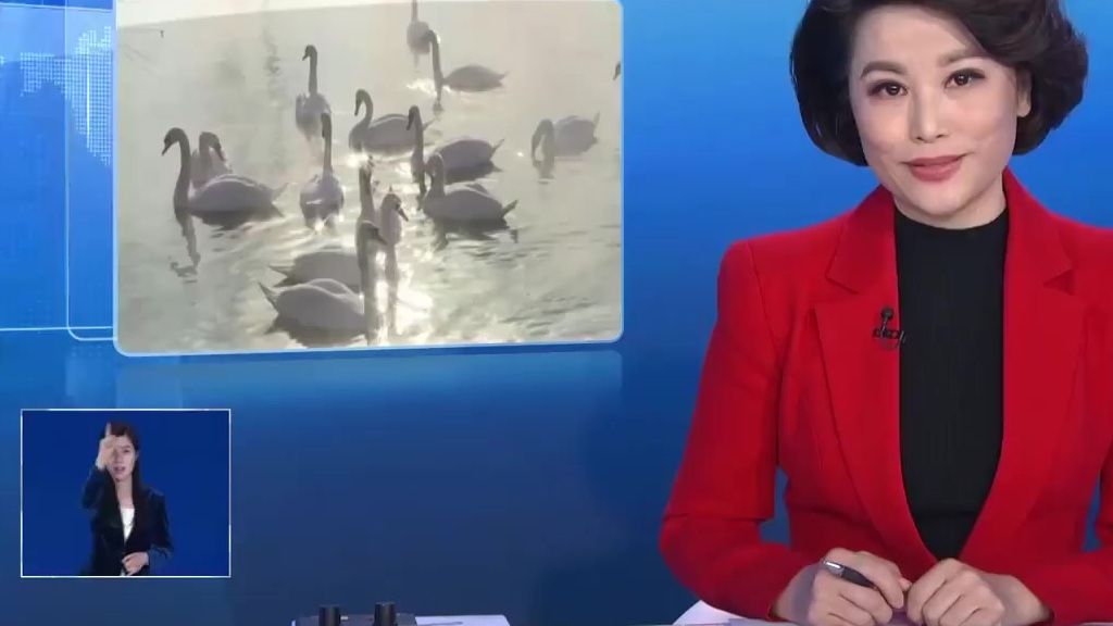 【美成仙境!当天鹅邂逅雾凇秒变童话】近日,新疆伊宁县天鹅泉湿地公园出现大片雾凇景观,泉水周