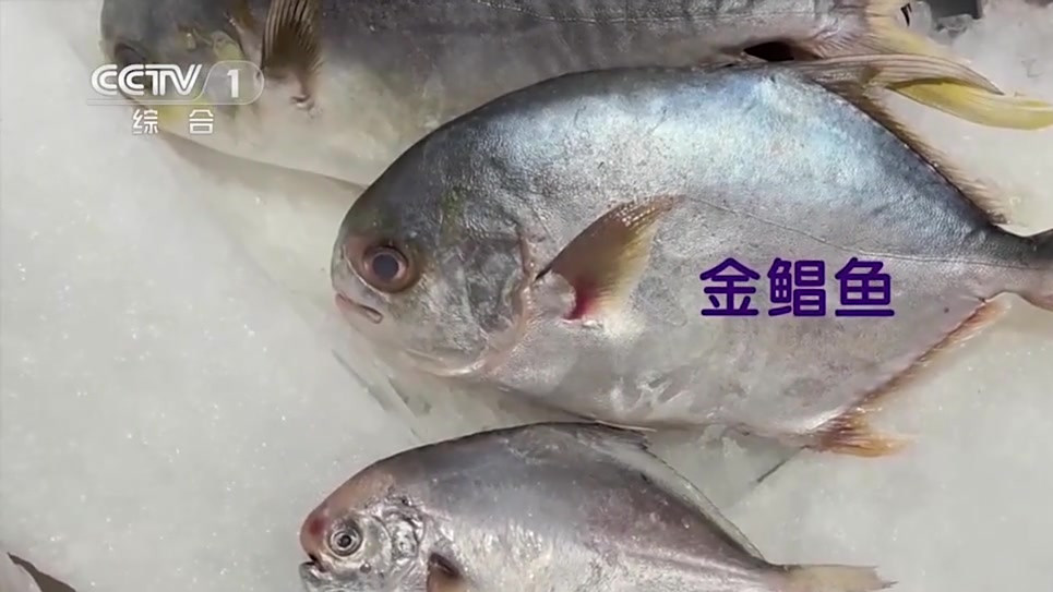 【平鱼、带鱼、黄花鱼……味道鲜美的海鱼究竟应该怎么选?这些要点需牢记↓】