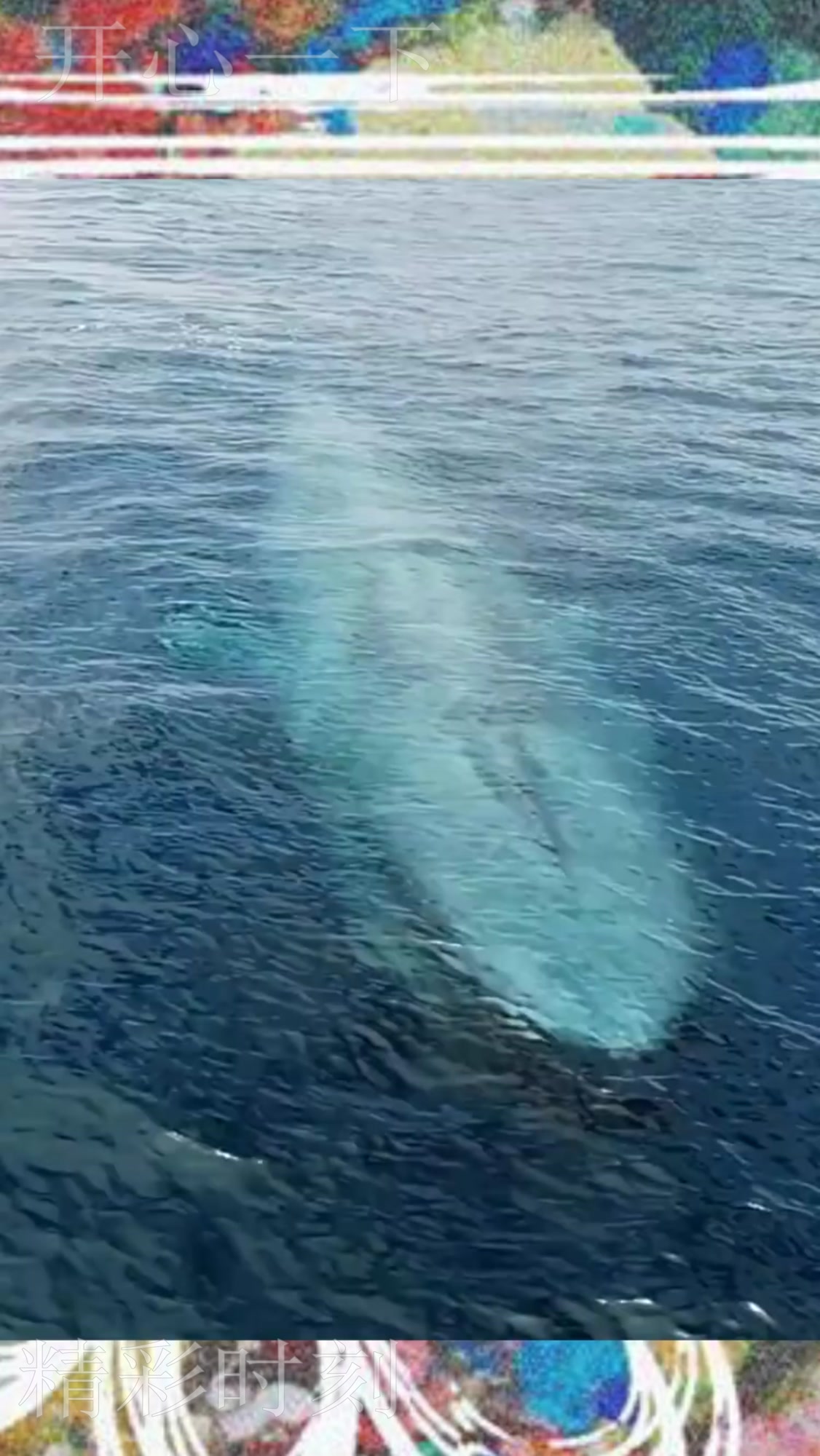 大型鲸鱼出水,被它的气势吓到了,绝对是“巨无霸”!