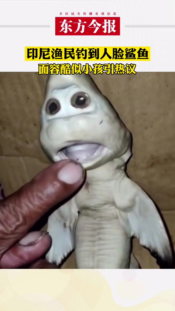 印尼 渔民钓到人脸鲨鱼,面容酷似小孩引热议