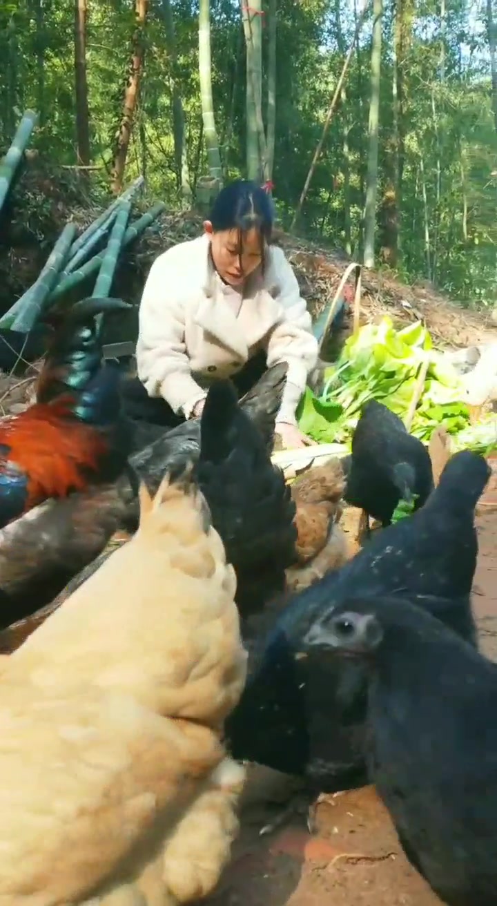 农村罗小谢的土鸡养殖,菜地里的青菜长起来了,正好给鸡儿们加餐