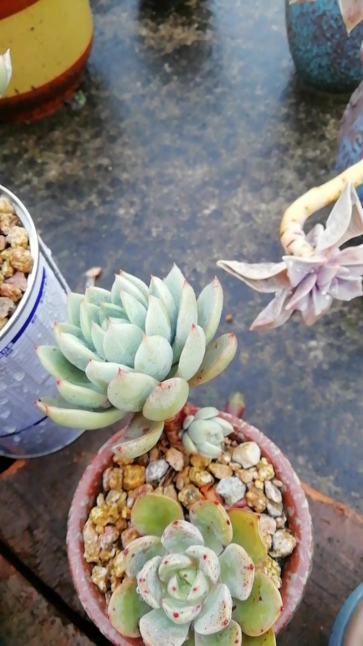 养了一年多的女美月,爆了一个小崽,好喜欢