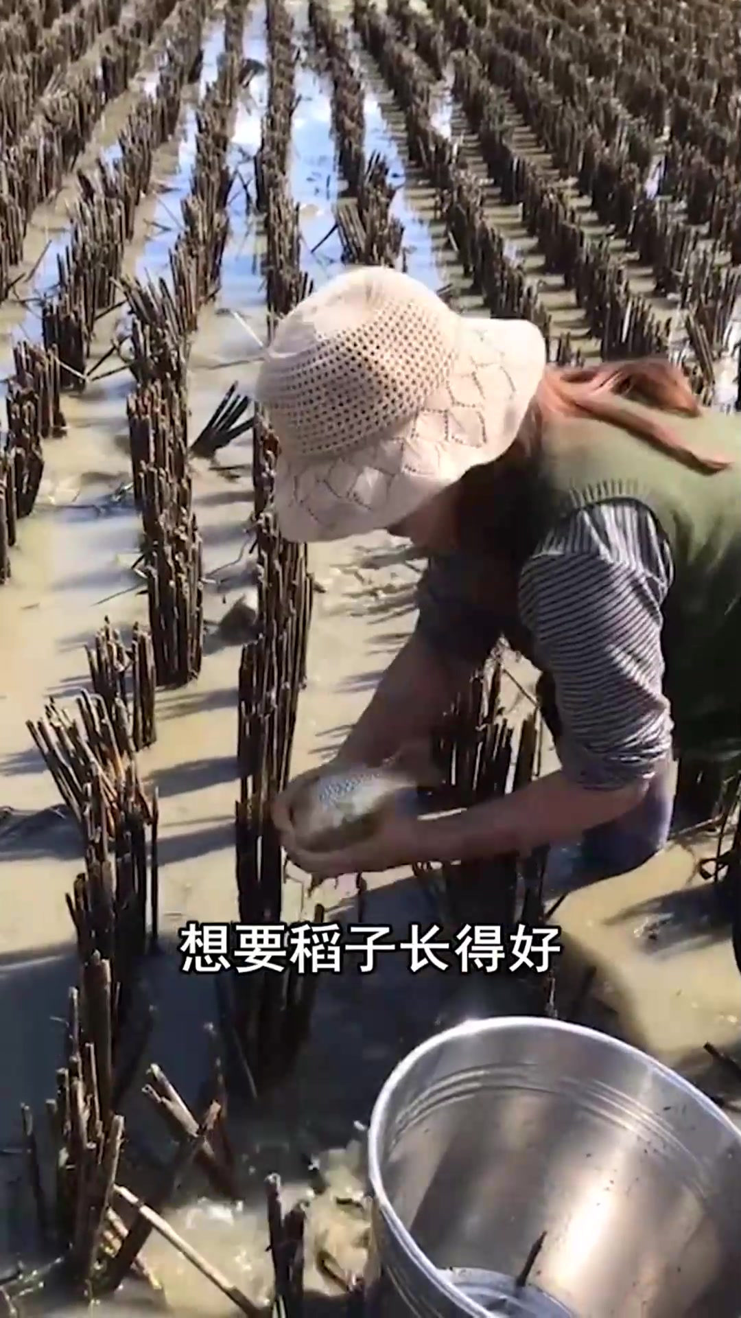 一直推崇的稻田养鱼,为何现在不火了,今天才知道其中的猫腻!