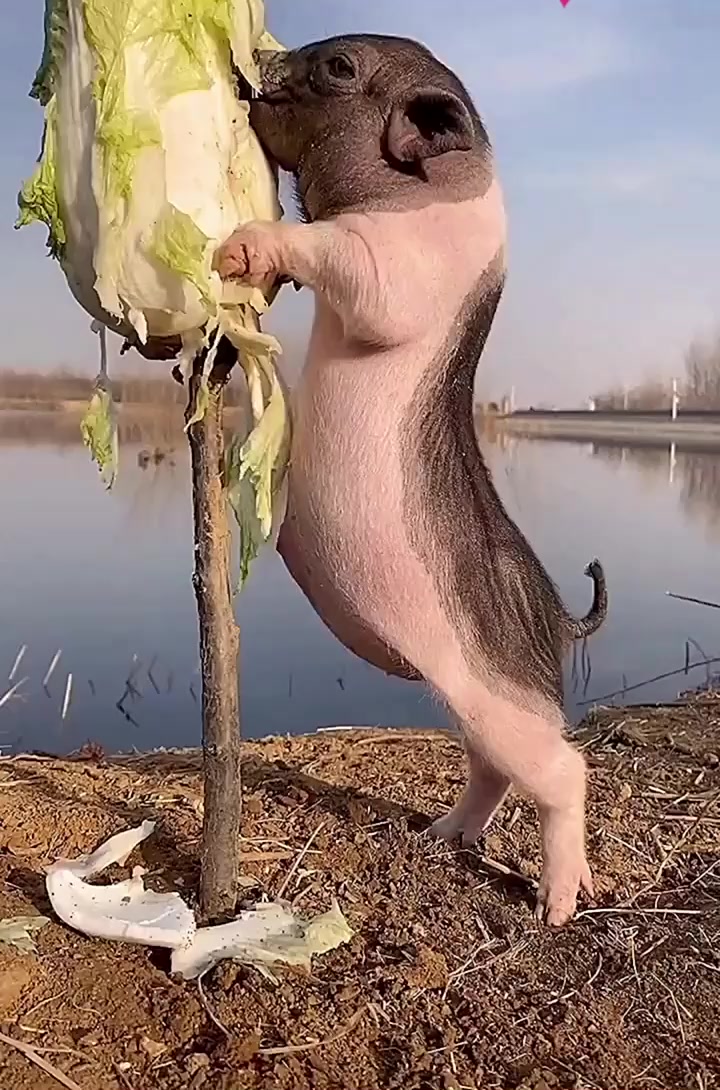 好白菜都被猪拱了,眼前这一幕,感觉它好幸福