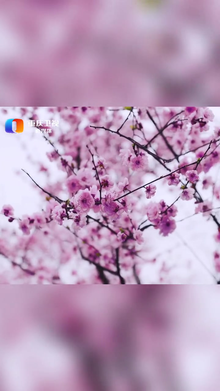 重庆的春天,这个地方的油菜花和美人梅更配哦!地址?视频结尾告诉你「哇」春天你好