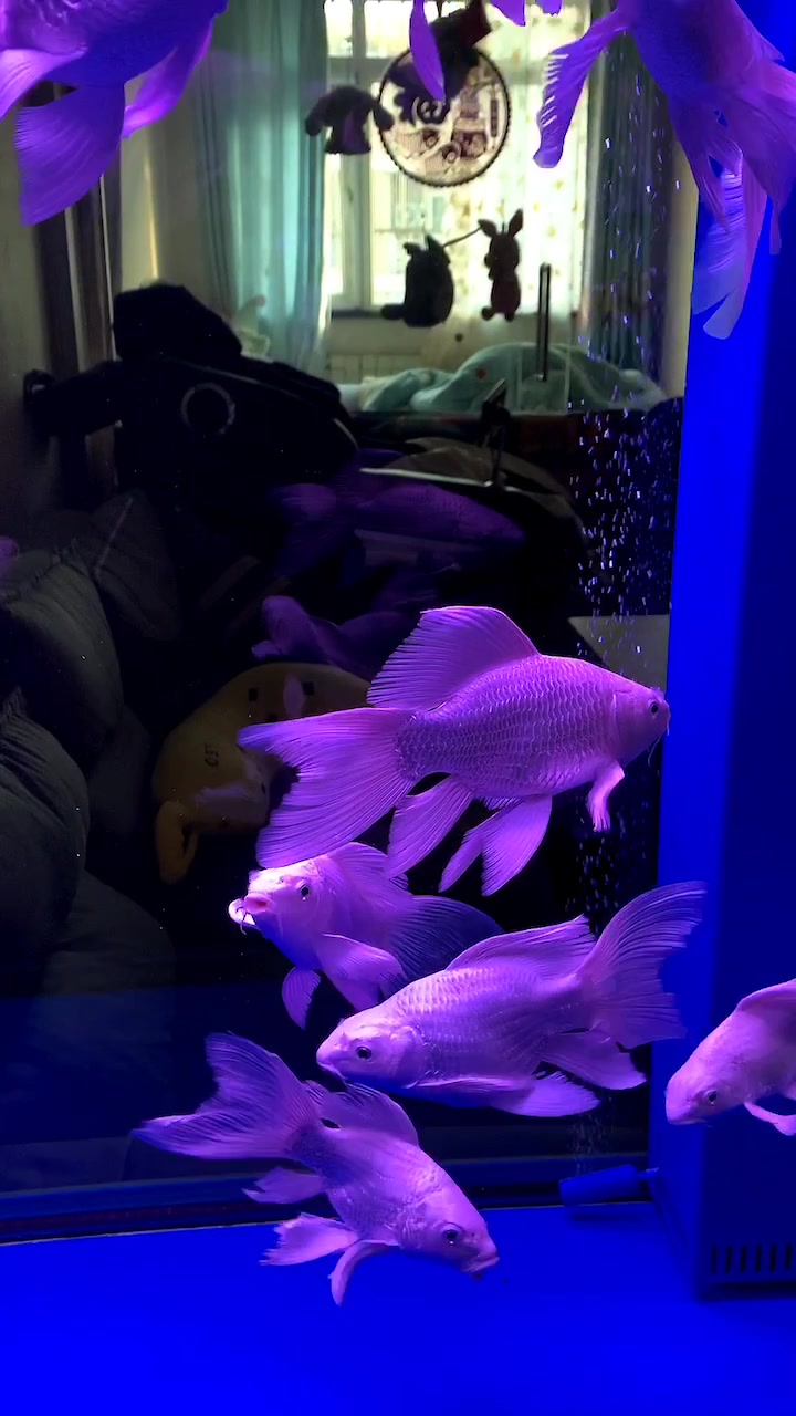 蝴蝶鲤的选择和什么样的缸饲养合适