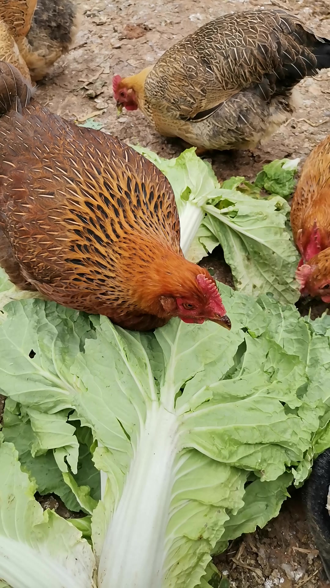 小徐养殖,老母鸡吃菜叶子挺厉害的