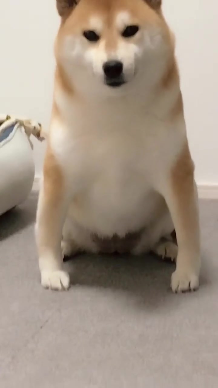 看看柴犬这样子,笑死人了!妥妥的表情包