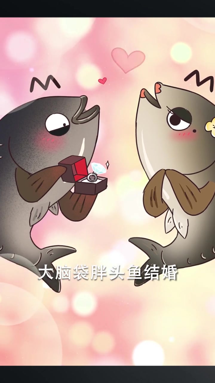 剁椒鱼头胖头鱼身子哪去了!别人拼爹,鱼拼大头!
