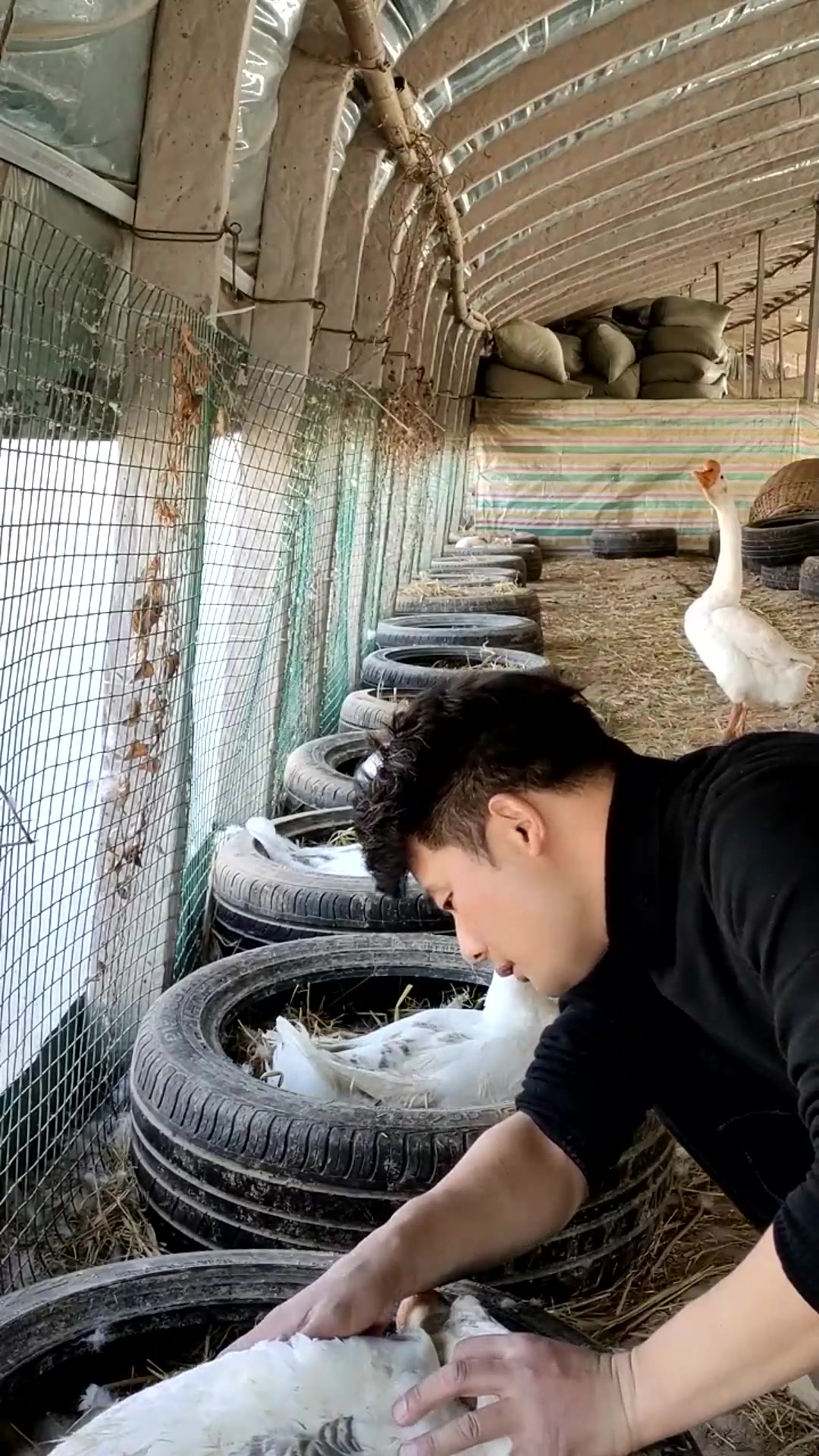 大白鹅养殖场,没想到是这样的画面,看着还挺温馨呢!