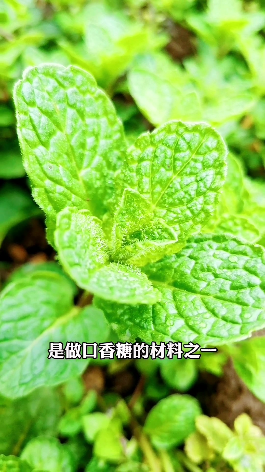 它除了用来烹饪美食外,你还知道它的作用吗