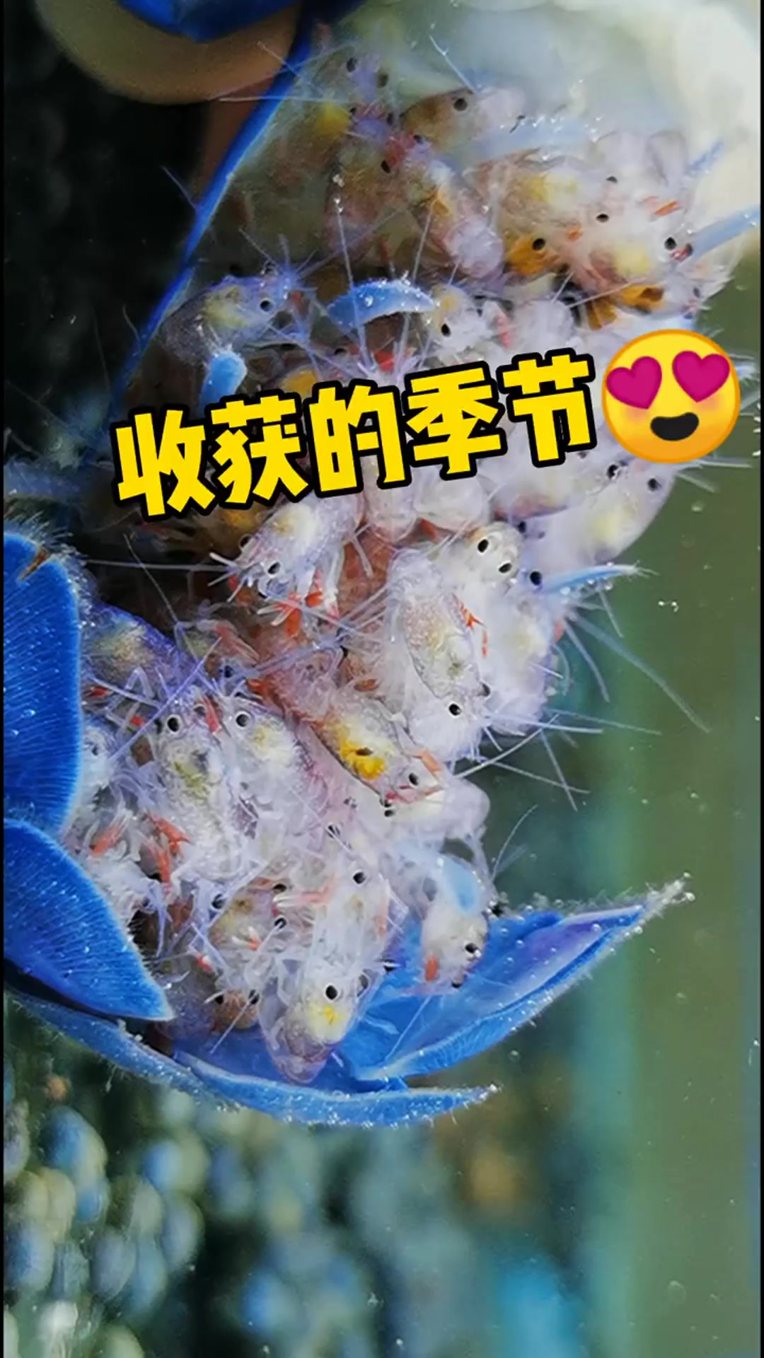 经过二十多天孵化期,终于从卵变成小虾了,网友:这也太可爱了!