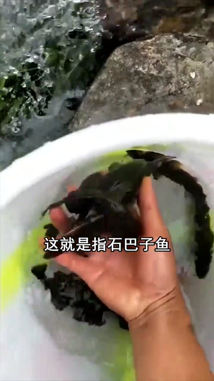 鱼中劳斯莱斯,价值1800元一斤,为什么没人养殖?