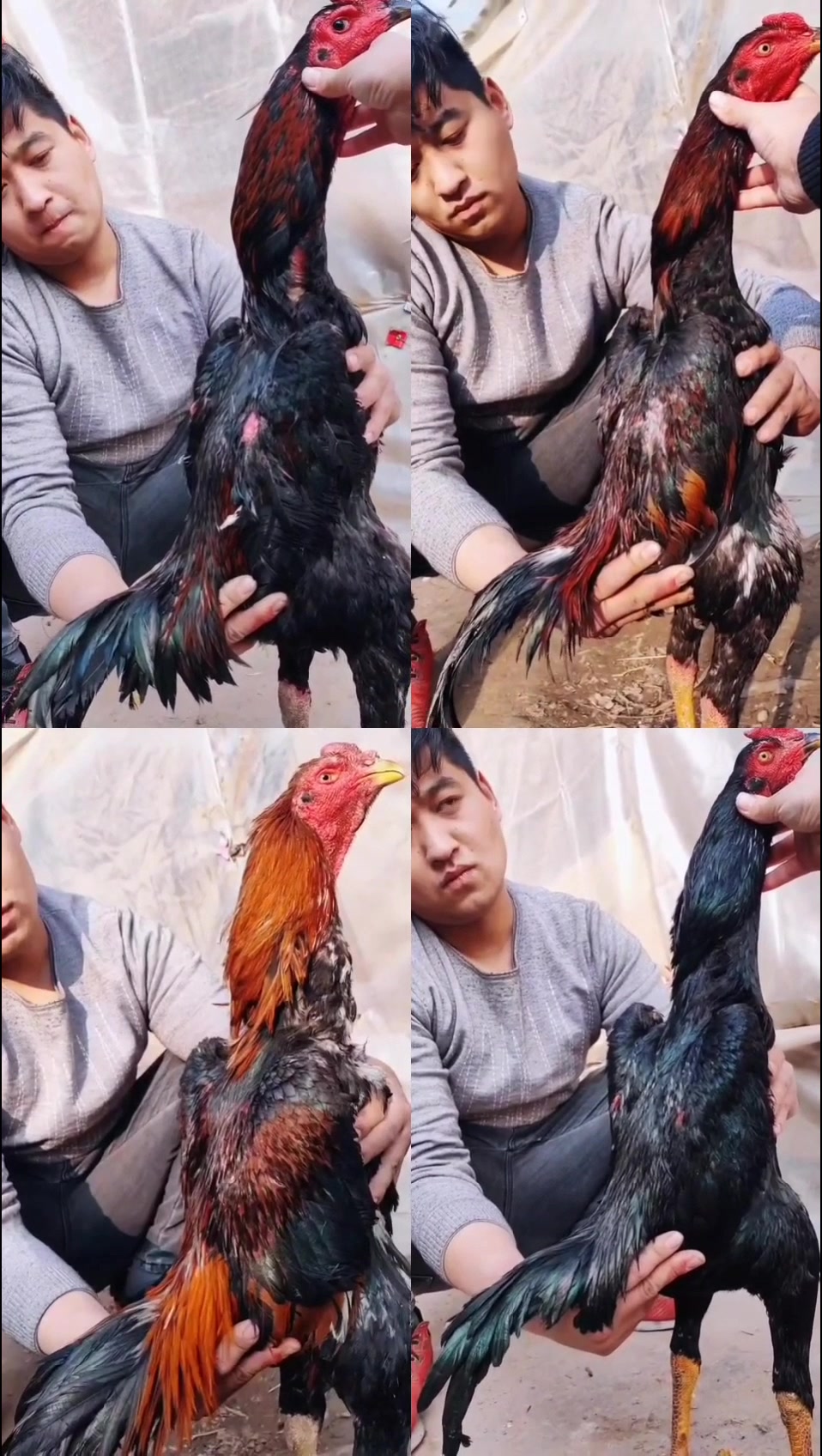 越南鬼子斗鸡你没见过的斗鸡 斗鸡养殖 斗鸡价格 斗鸡大种公