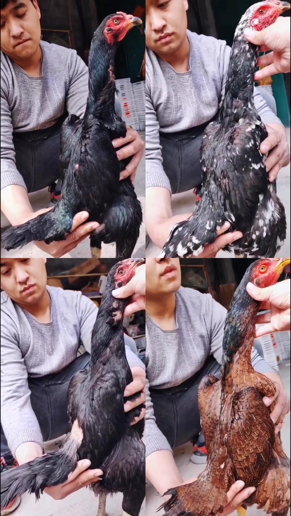 鬼母斗鸡带拐母斗鸡斗鸡蛋斗鸡苗四黑斗鸡火烧毛斗鸡