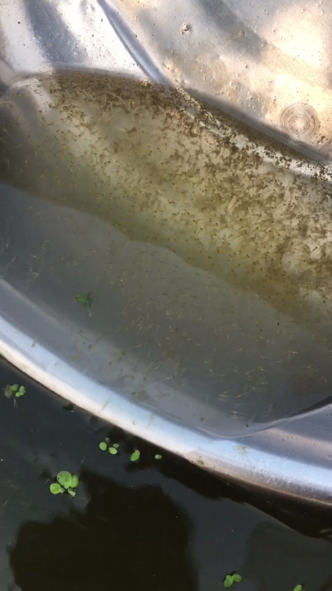 红鲤鱼苗出壳了,好多好多呀