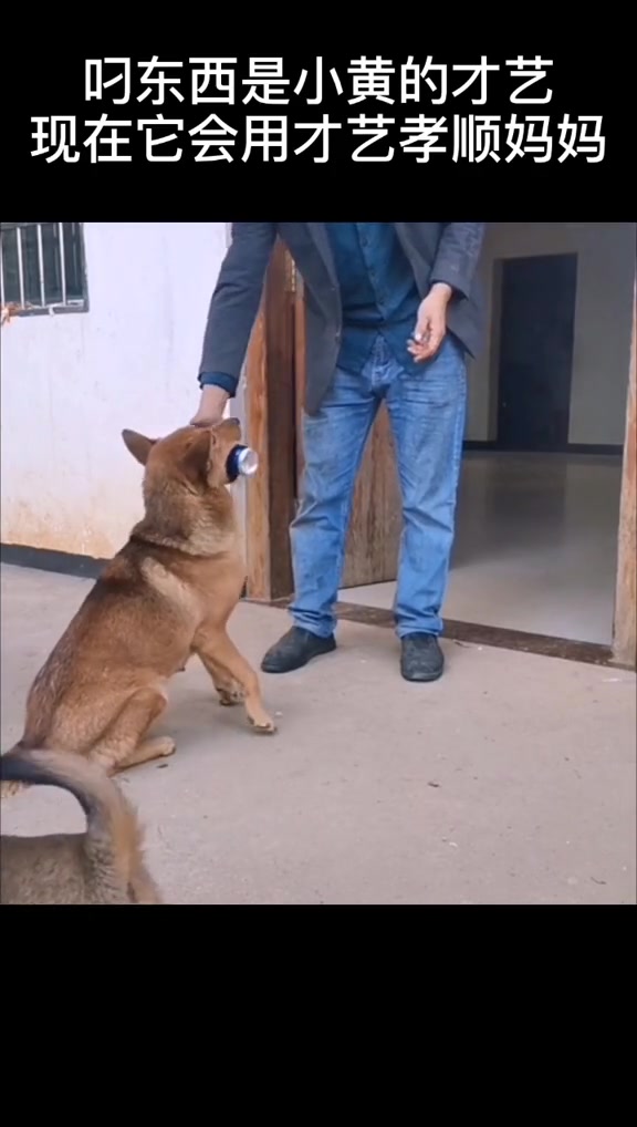 孝顺的小黄狗,田园犬感动人心,看哭了